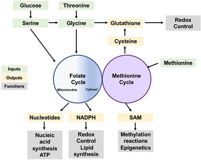 Beyond the Warburg Effect: How Do Cancer Cells Regulate One-Carbon Metabolism?